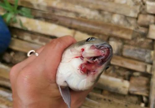 受伤的鱼如何钓鱼，受伤的鱼如何钓鱼视频？