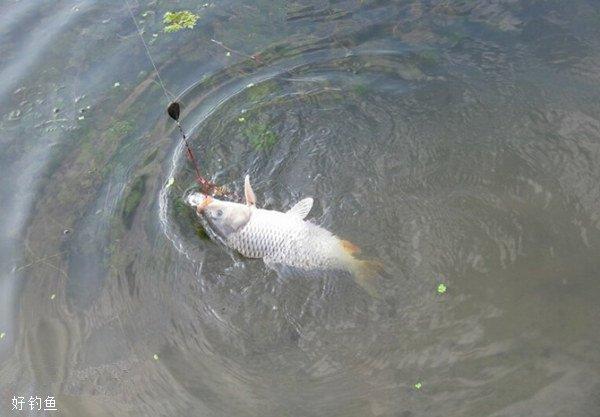 如何在肥水河中钓鱼，肥水河怎么钓鲤鱼？