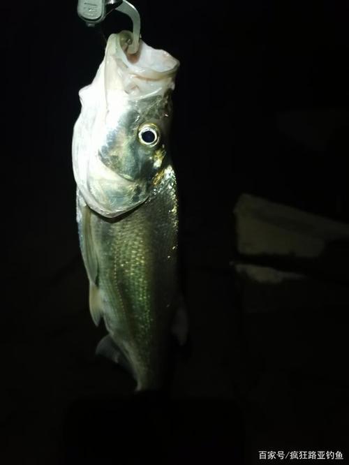 夜晚翘嘴如何钓鱼，夜晚翘嘴鱼怎么钓？