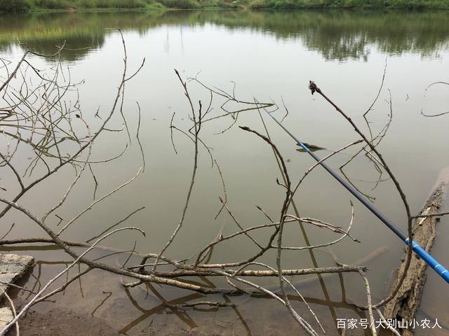 野外如何用树枝钓鱼，有树枝的地方好钓鱼吗！