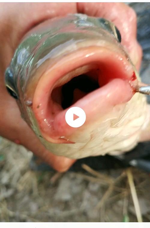 钓鱼如何碰到鱼嘴？钓鱼如何碰到鱼嘴？